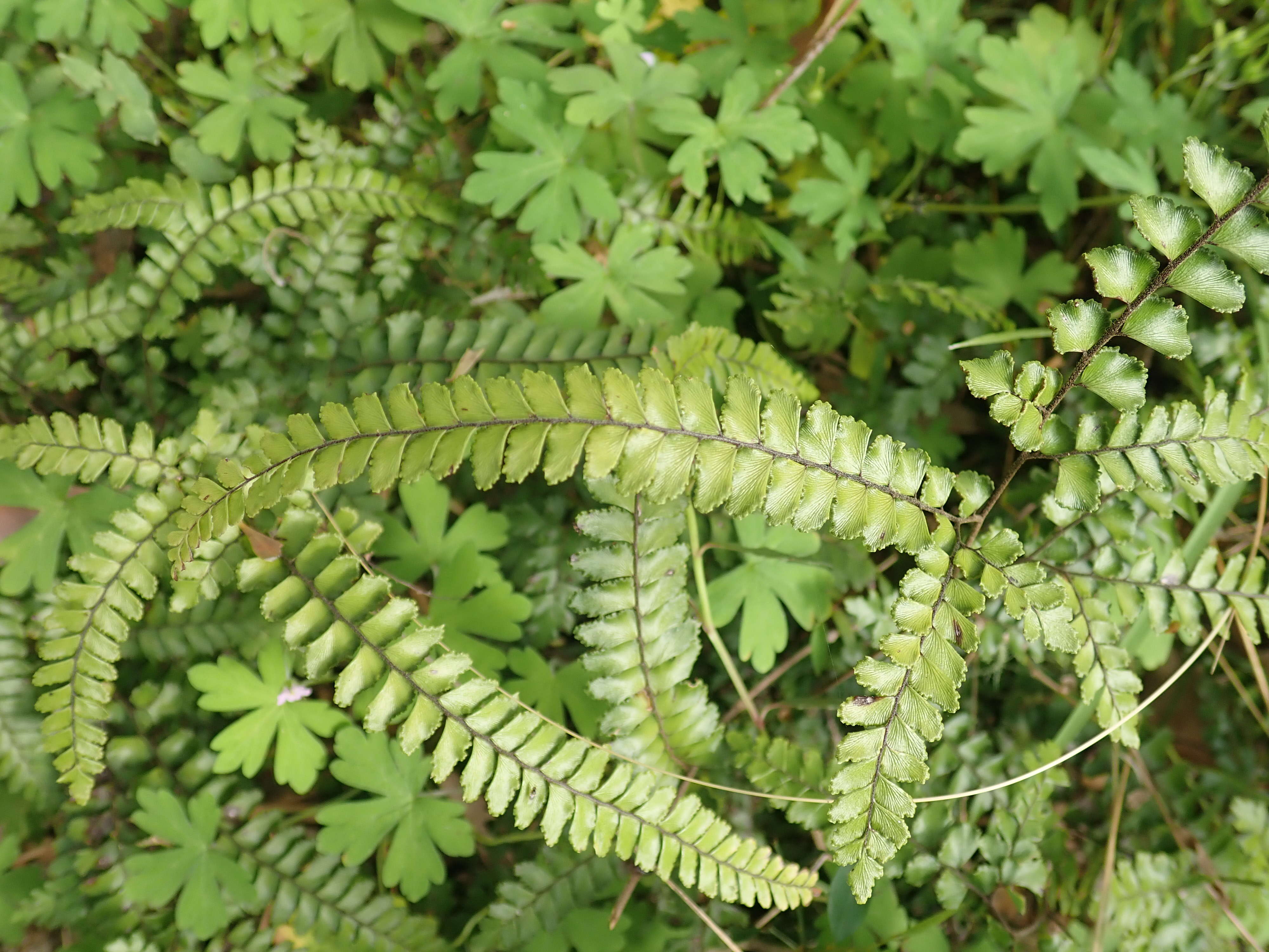 Image of rough maidenhair