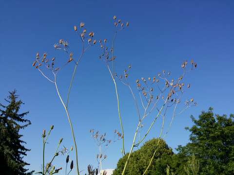 Image of smallflower hawksbeard