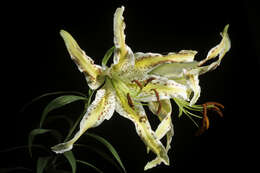 Lilium auratum Lindl. resmi