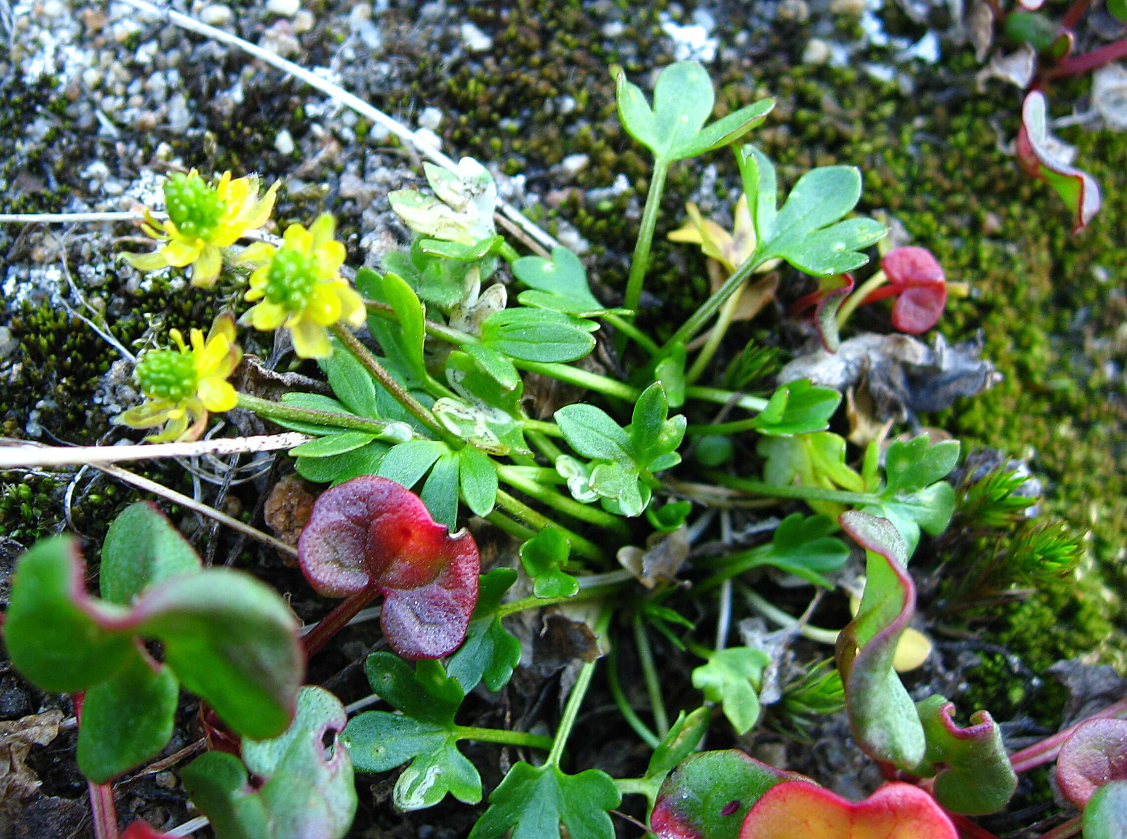 Image of high northern buttercup