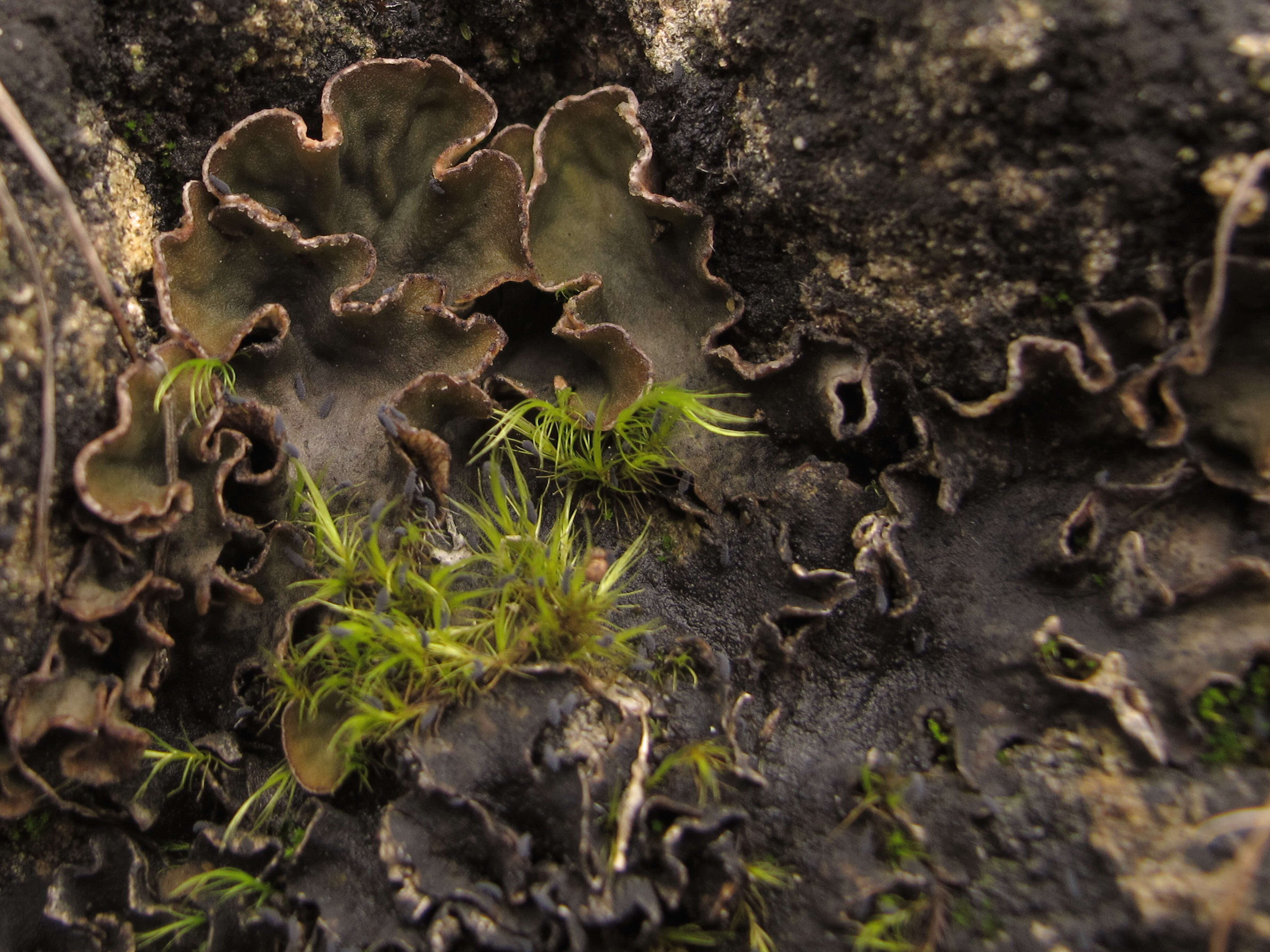 Image of felt lichen