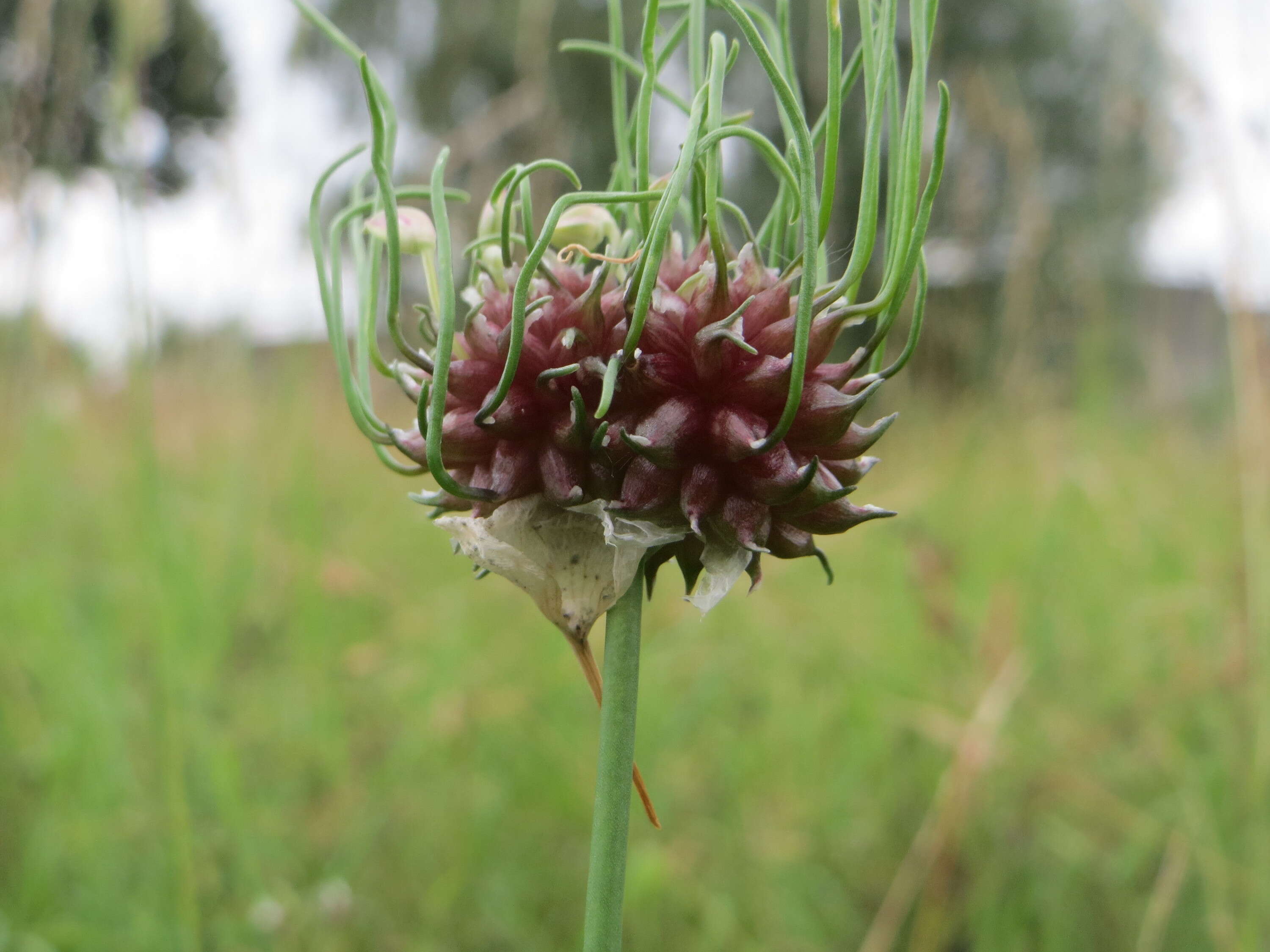 Image of wild garlic