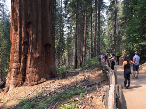 Image of giant sequoia