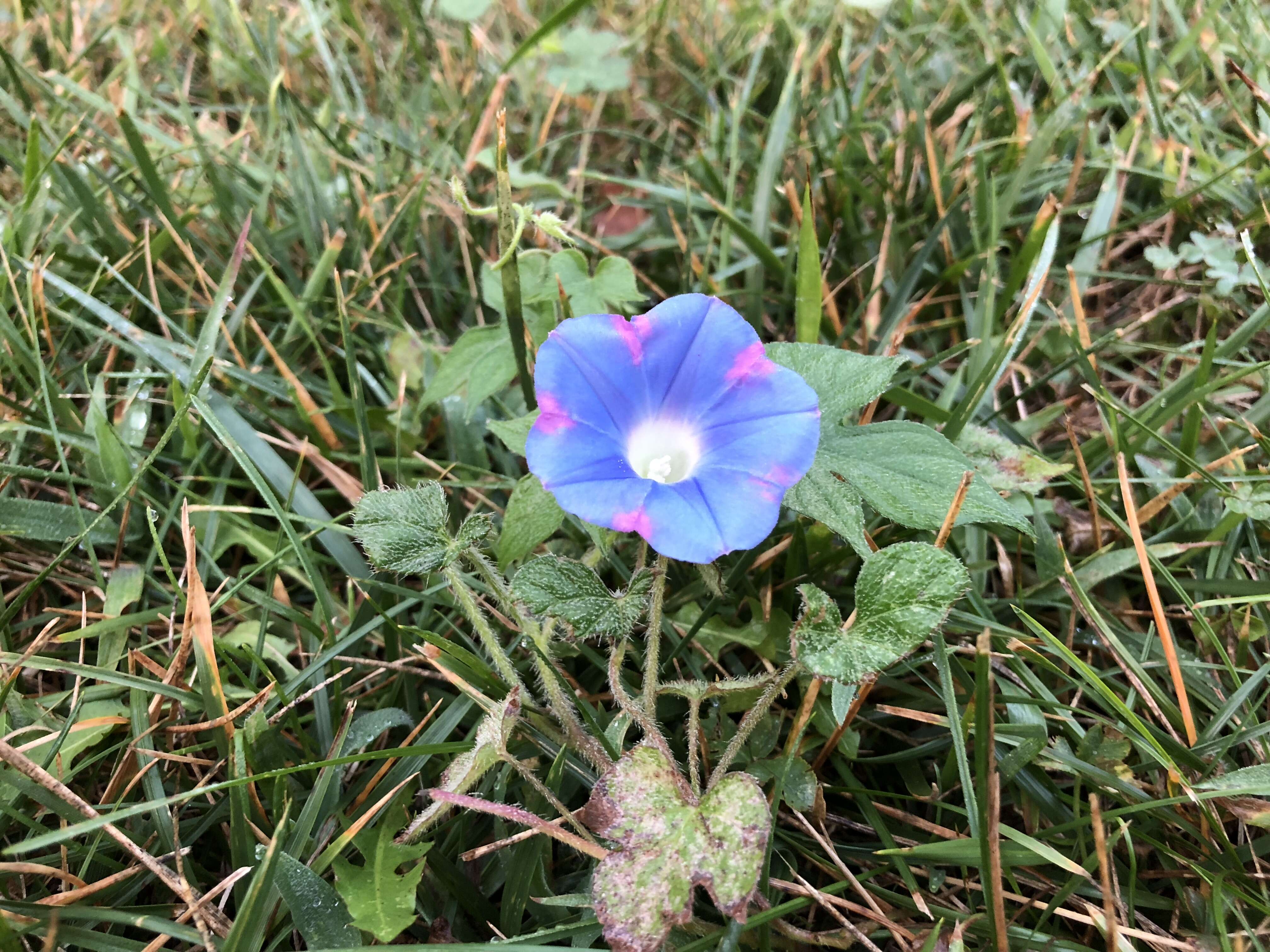 Image of Ivyleaf morning-glory