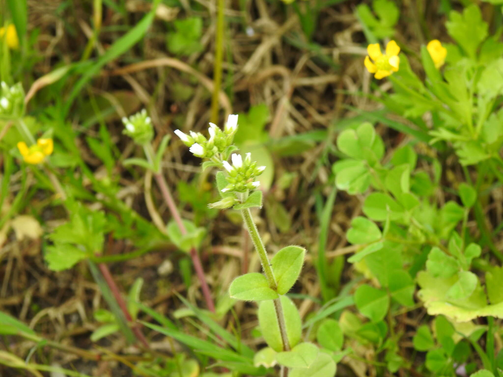 Image of sticky chickweed