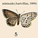 Image of Freyeria minuscula (Aurivillius 1909)