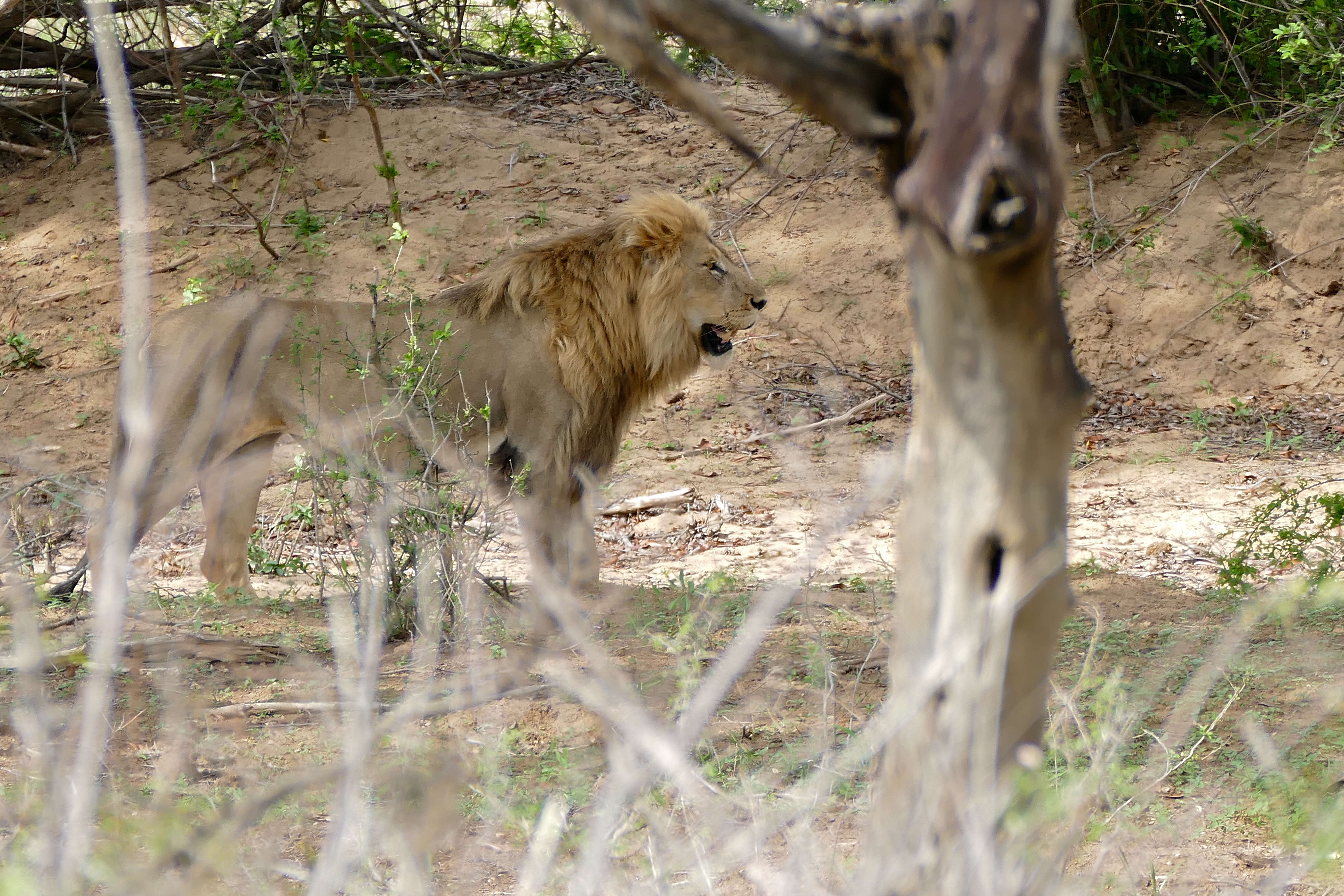 Image of Pantherinae