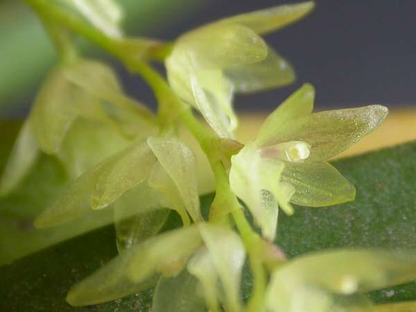 Image of Acianthera hygrophila (Barb. Rodr.) Pridgeon & M. W. Chase