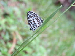 Image of Common Pierrot