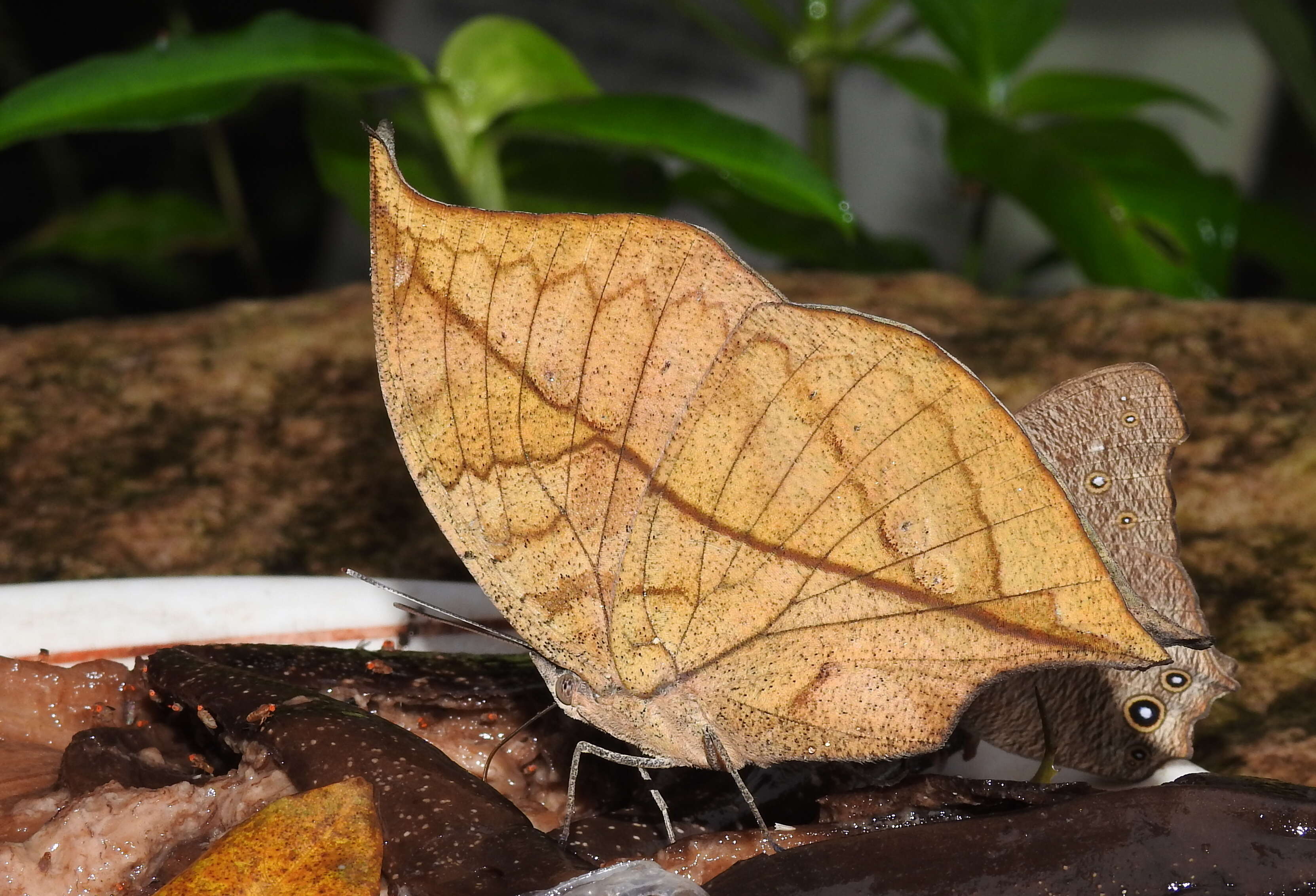 Image of Sahyadri blue oakleaf