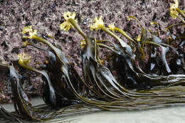 Image of New Zealand bull kelp