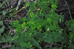 Image de Oxalis stricta