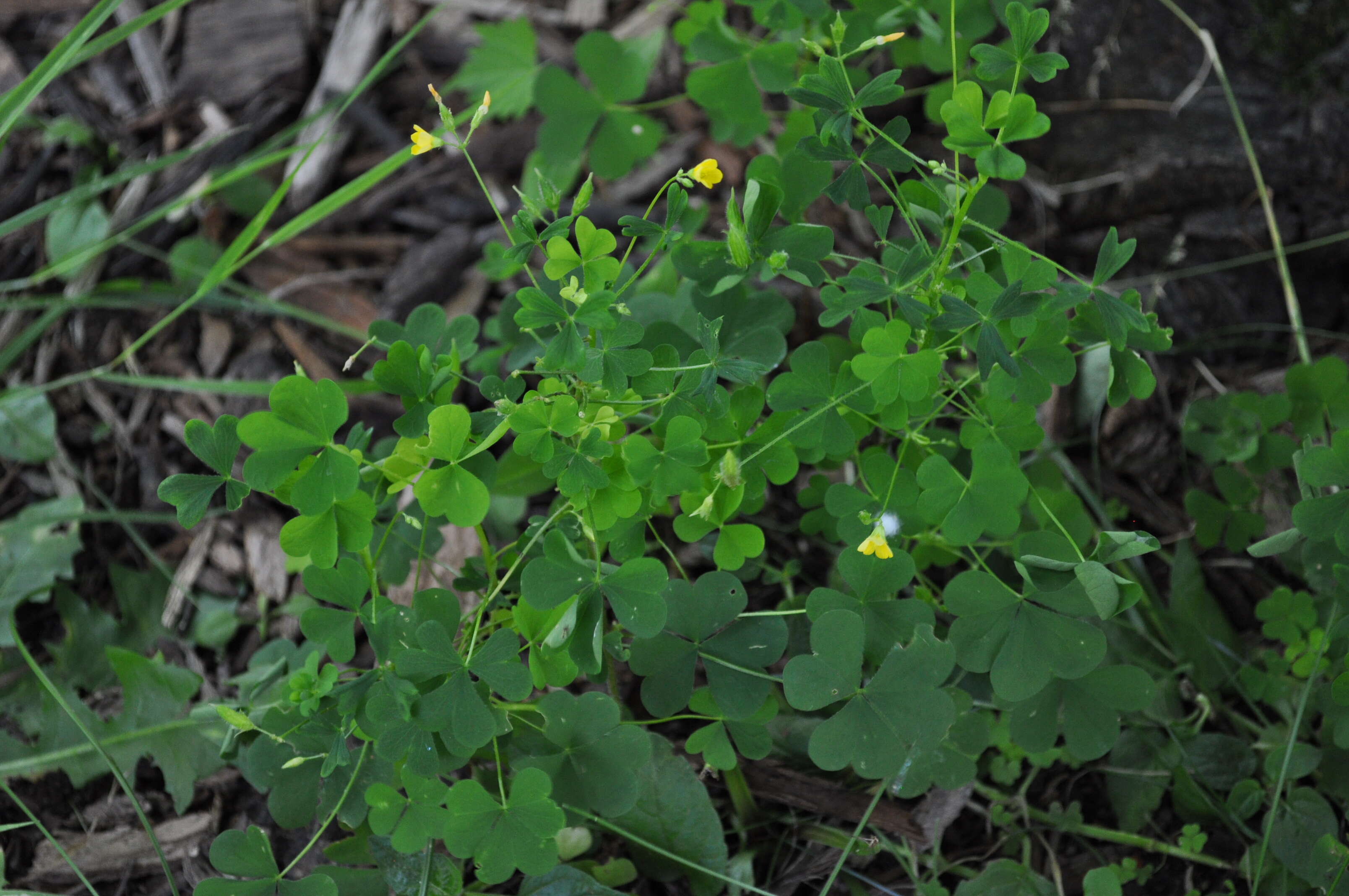 Image de Oxalis stricta