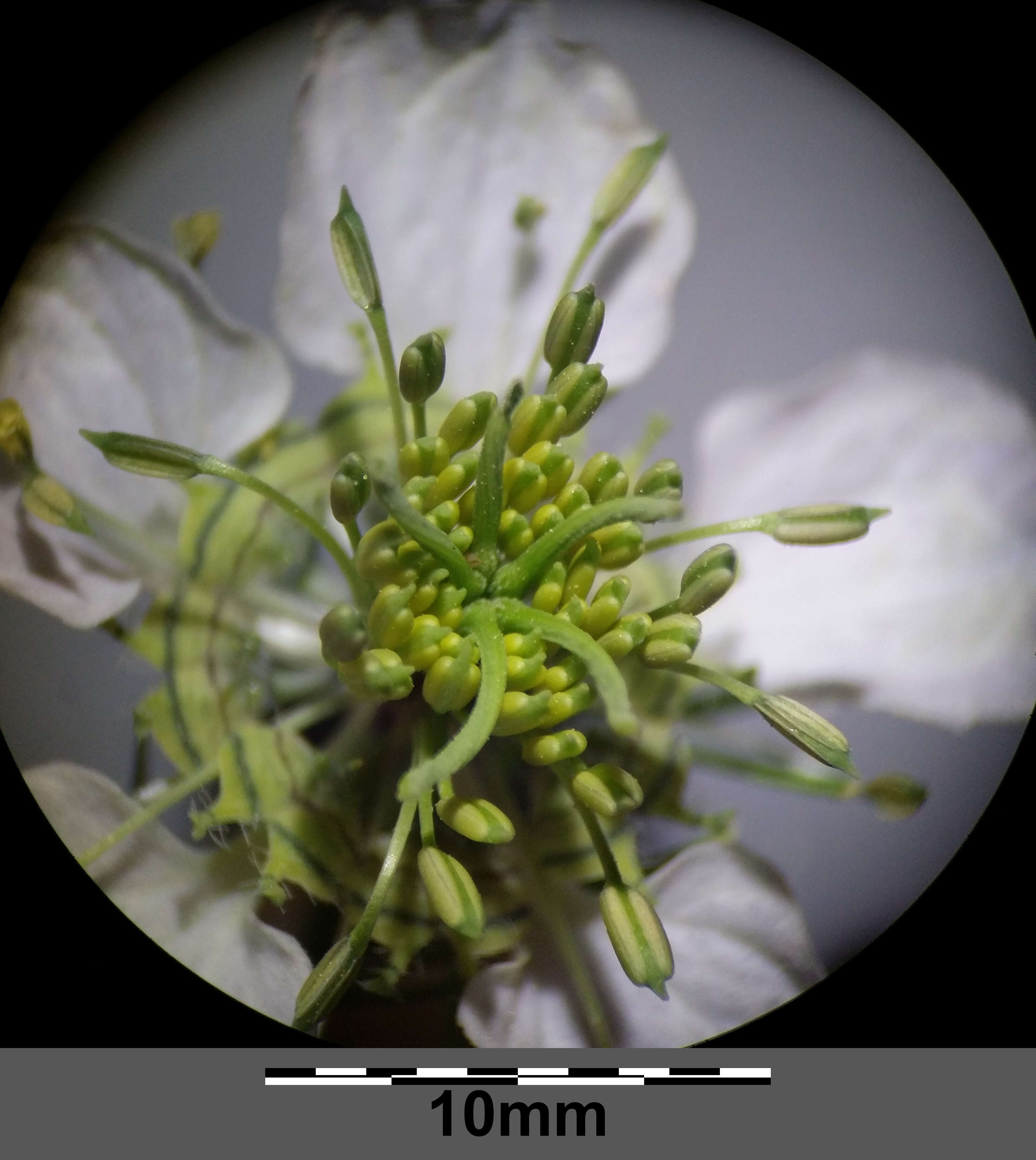 Nigella arvensis L. resmi