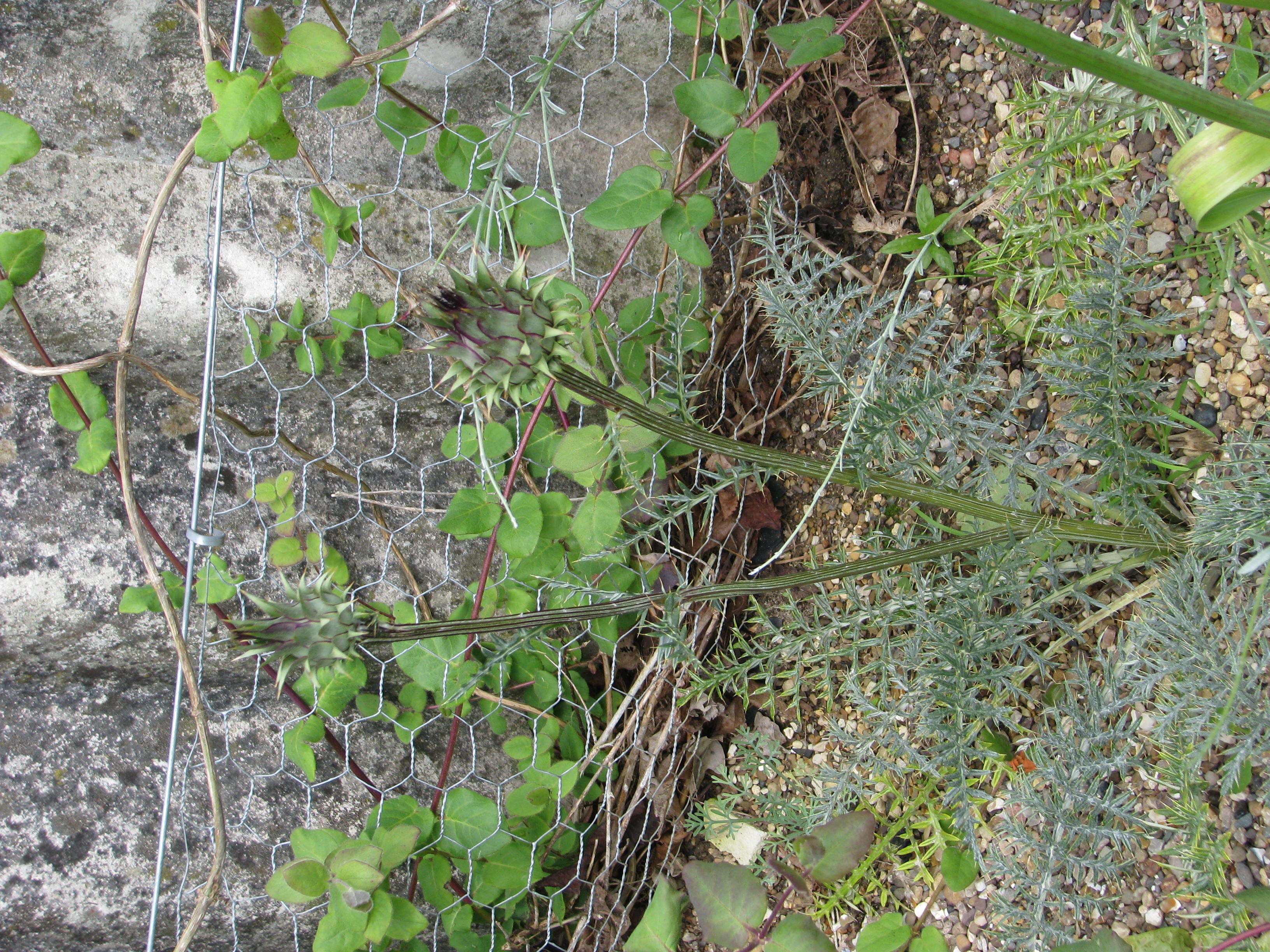 Image of Cynara humilis L.