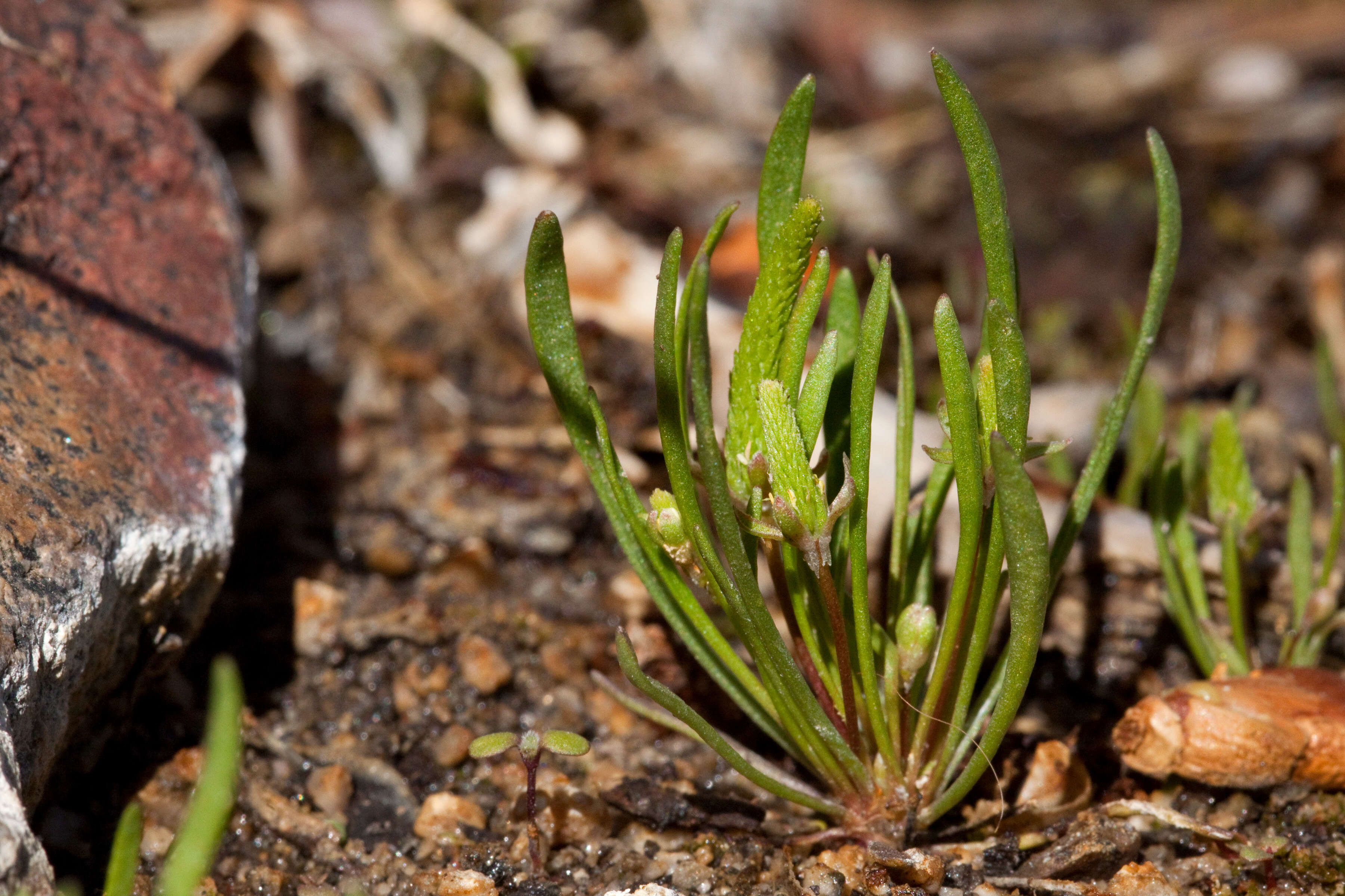 Image of mousetail