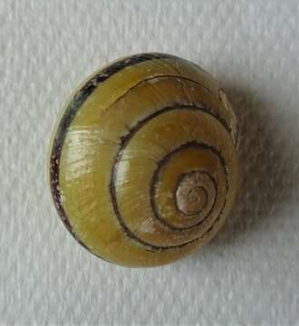 Image of Brown Lipped Snail