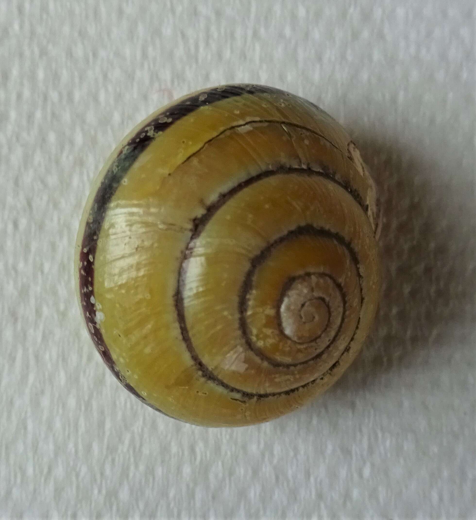 Image of Brown Lipped Snail