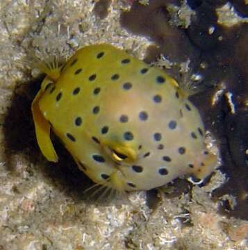 Image of Yellow boxfish