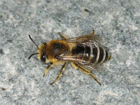 Image of Colletes daviesanus Smith 1846