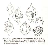 Plancia ëd Desmatractum West & G. S West 1902