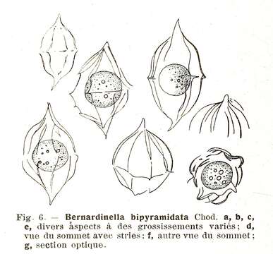 Image de Desmatractum West & G. S West 1902