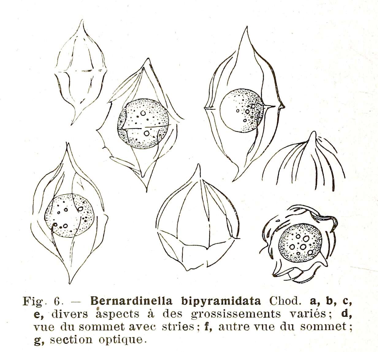 Plancia ëd Desmatractum West & G. S West 1902