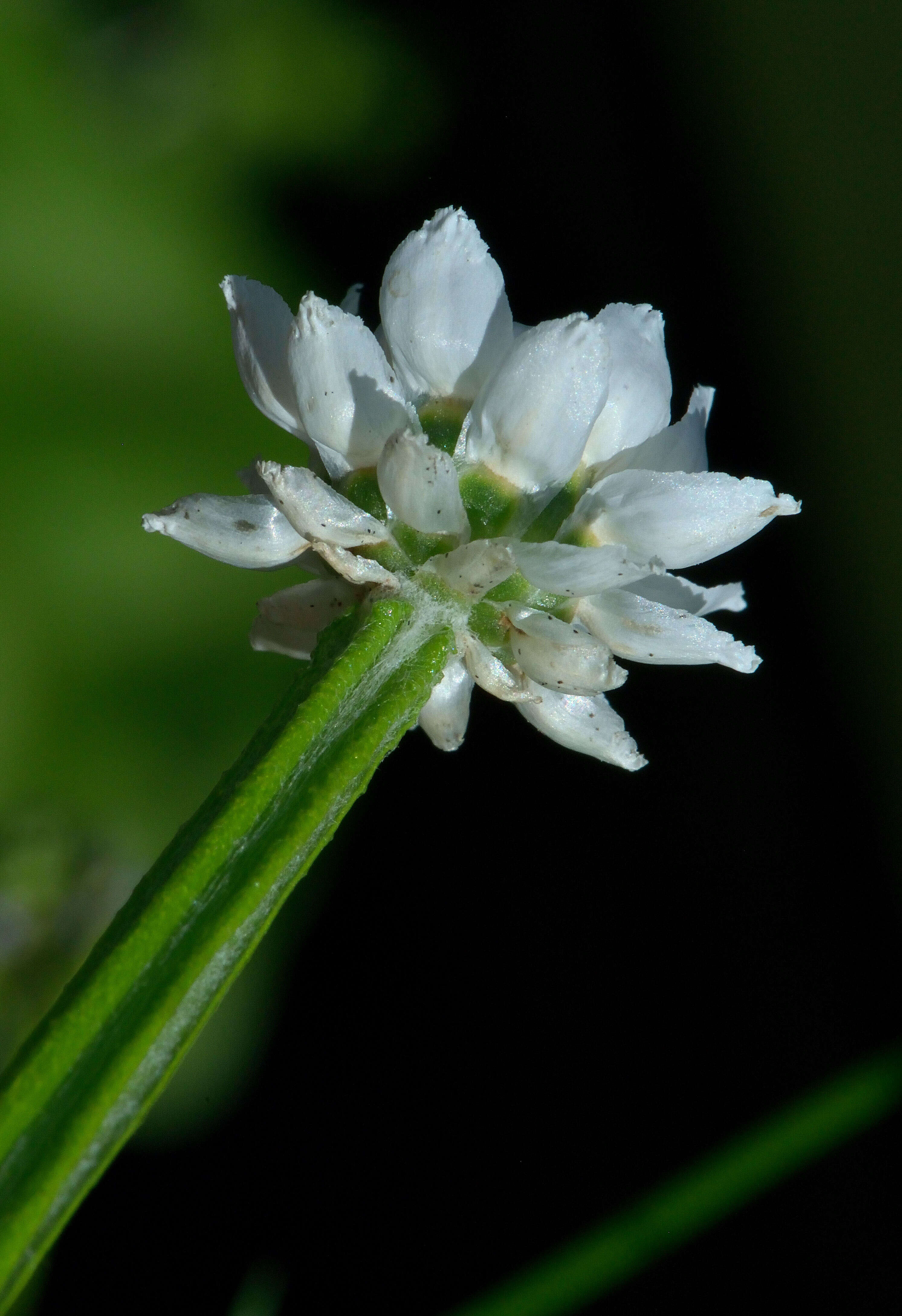 Image of Ammobium