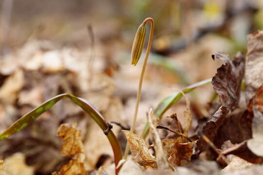 Imagem de Erythronium americanum Ker Gawl.