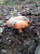 Image of Red Pine Mushroom