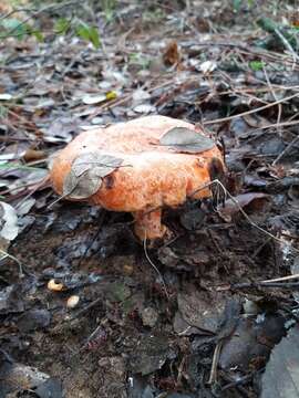 Image of Red Pine Mushroom