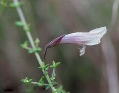 Image of Prostanthera chlorantha (F. Muell.) Benth.