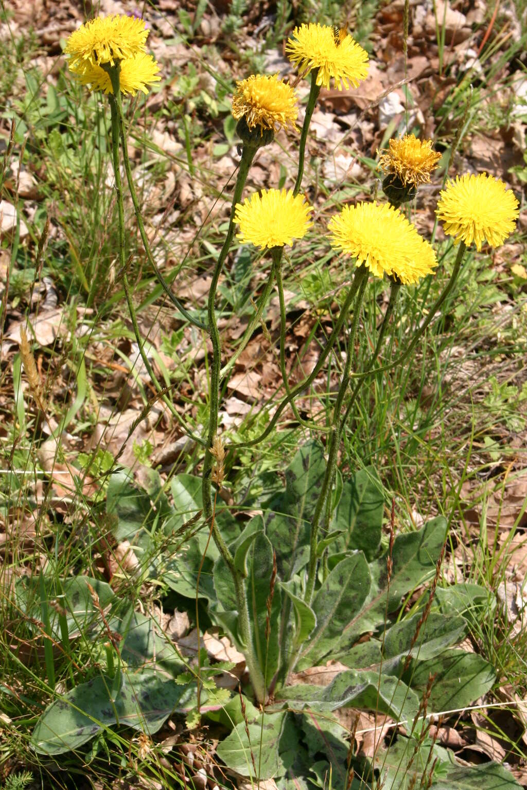 Image of Hypochaeris maculata L.