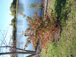 Image of Black Haw Viburnum