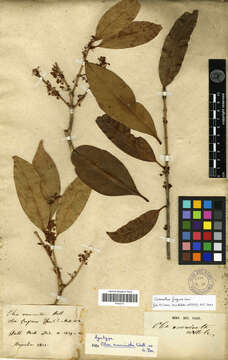 Imagem de Osmanthus fragrans Lour.