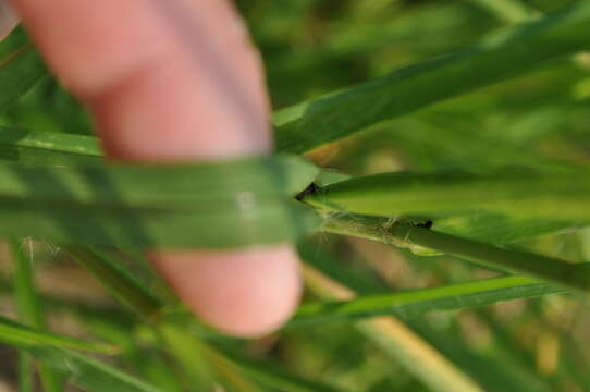 Eleusine indica (L.) Gaertn. resmi