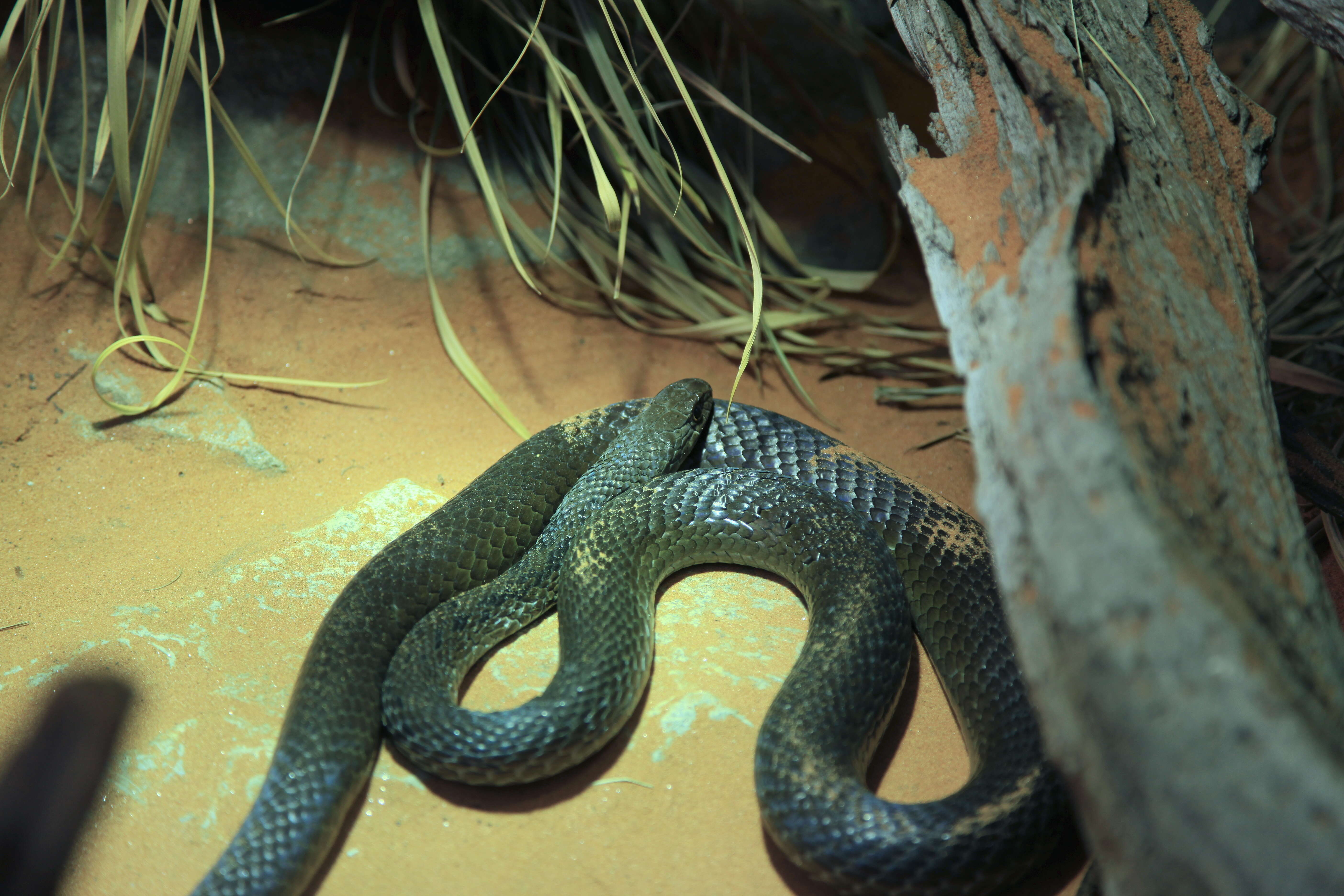 Imagem de Psammophis mossambicus Peters 1882