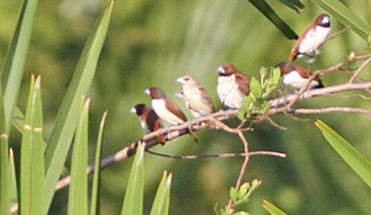 Image of Five-colored Munia