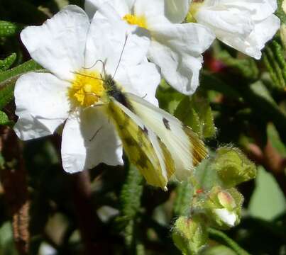 Image of Moroccan Orange Tip