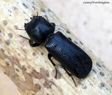 Image of horned powderpost beetles