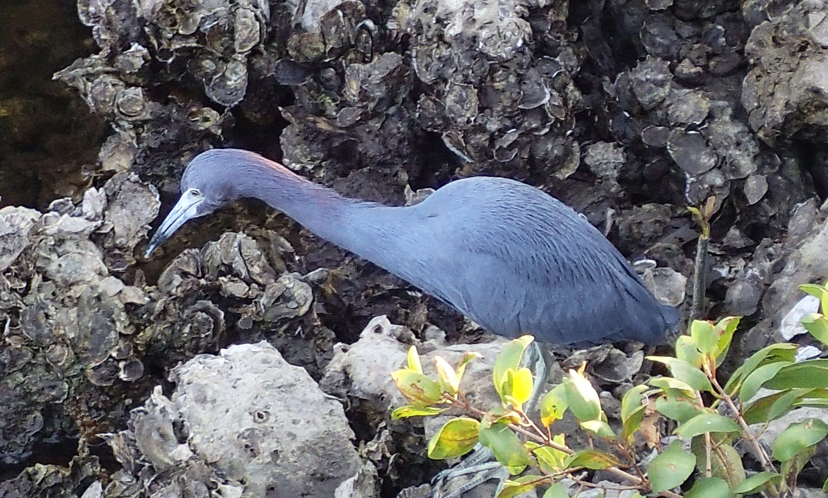 Image of Little Blue Heron