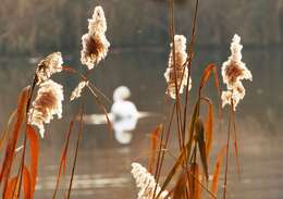 Image of common reed