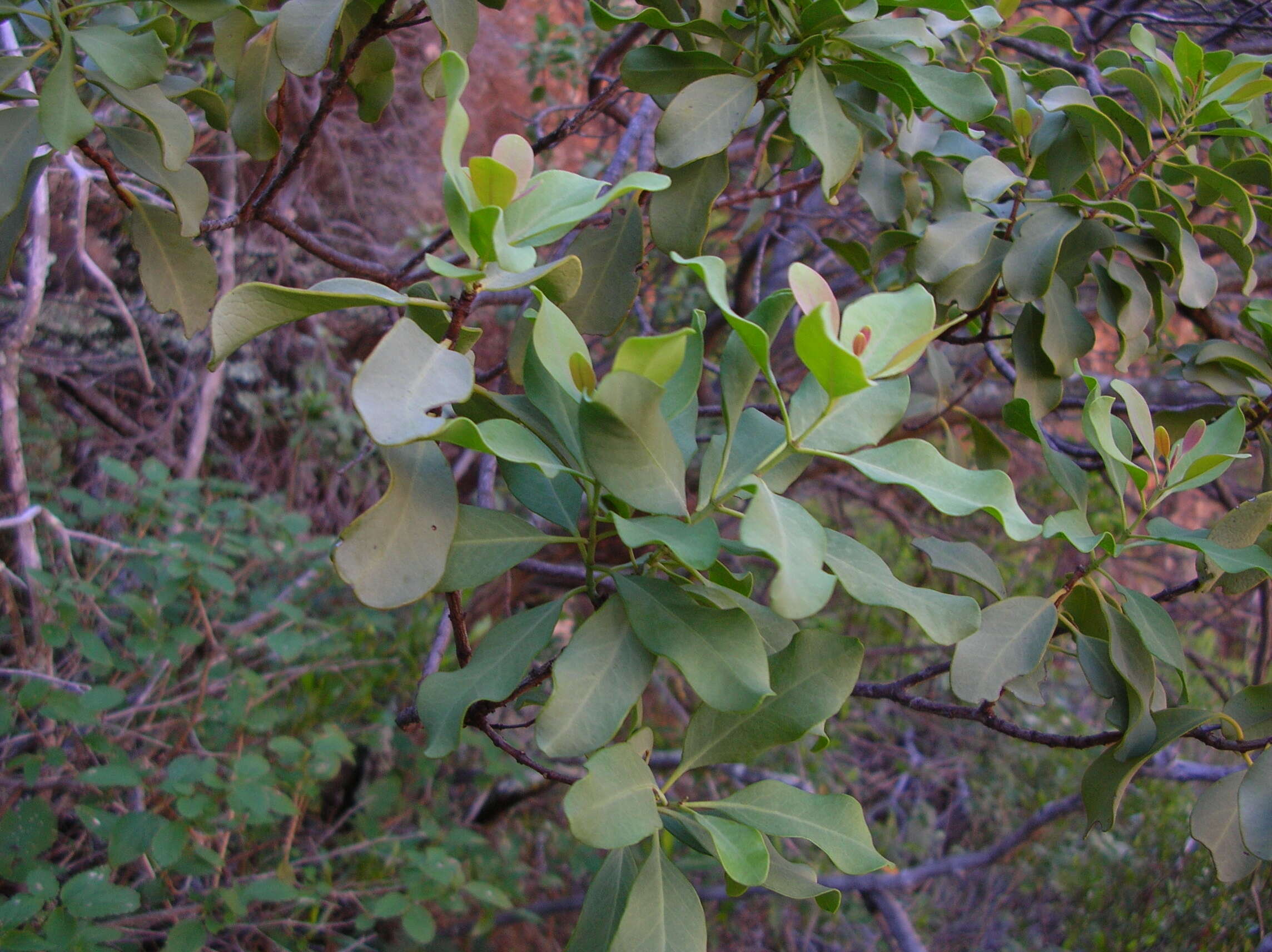 Image of coastal sandalwood