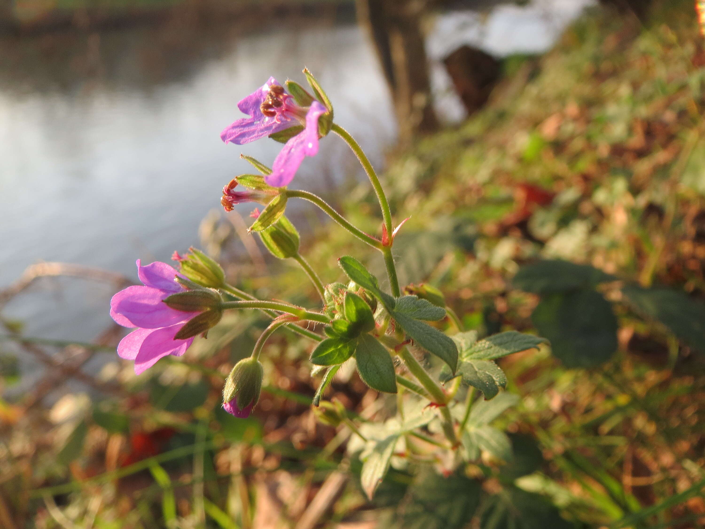 Image of hedgerow geranium