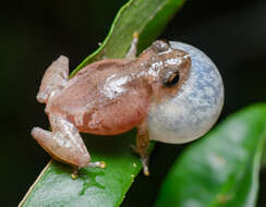 Imagem de Raorchestes parvulus (Boulenger 1893)