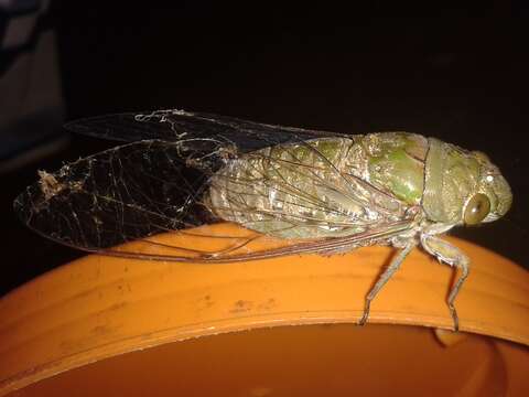 Image of Cicada