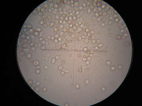 Image of Heliosperma pusillum (Waldst. & Kit.) Rchb.