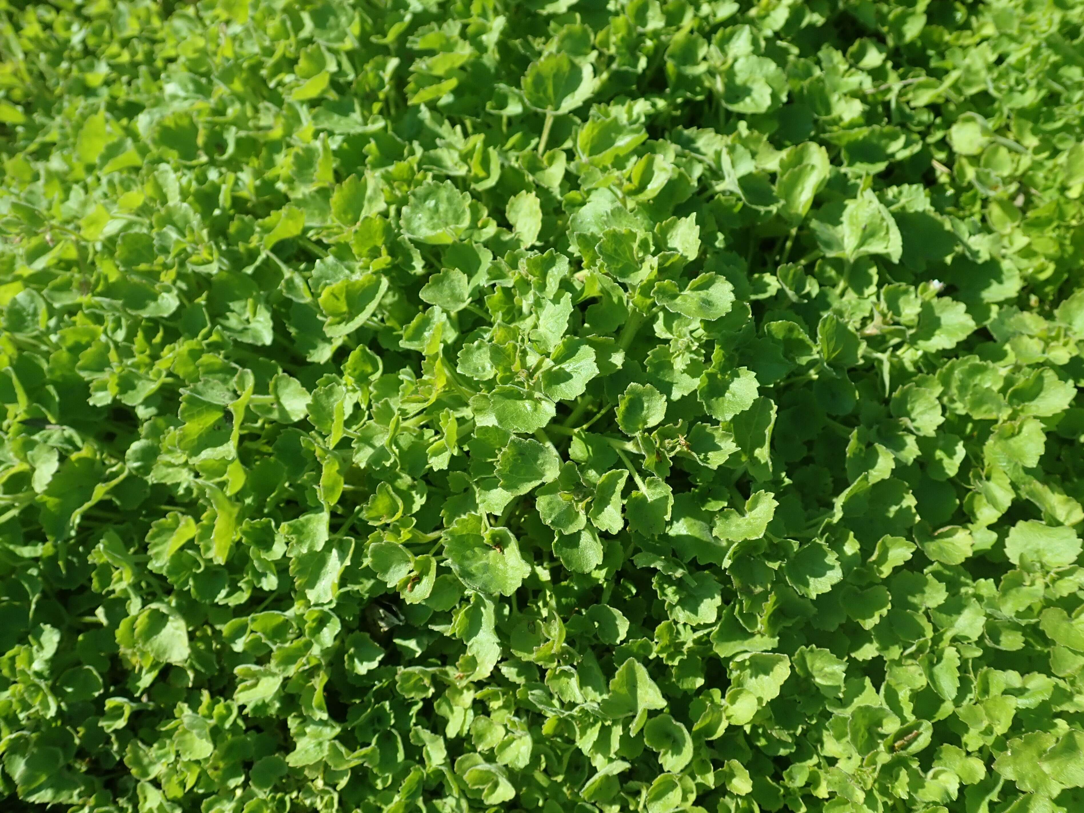 Image of Peach-leaf Bellflower