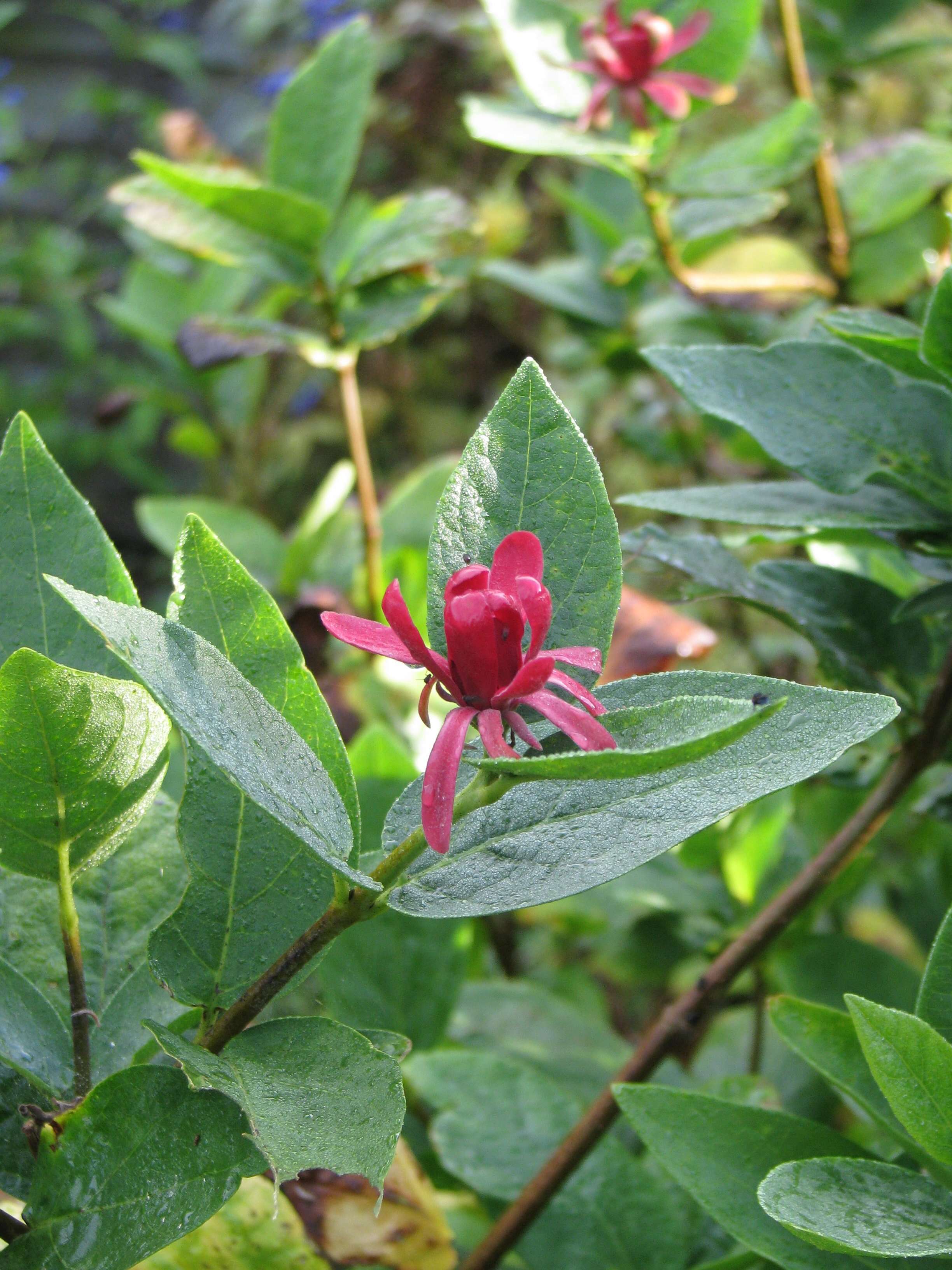 Image de Calycanthus occidentalis Hook. & Arn.