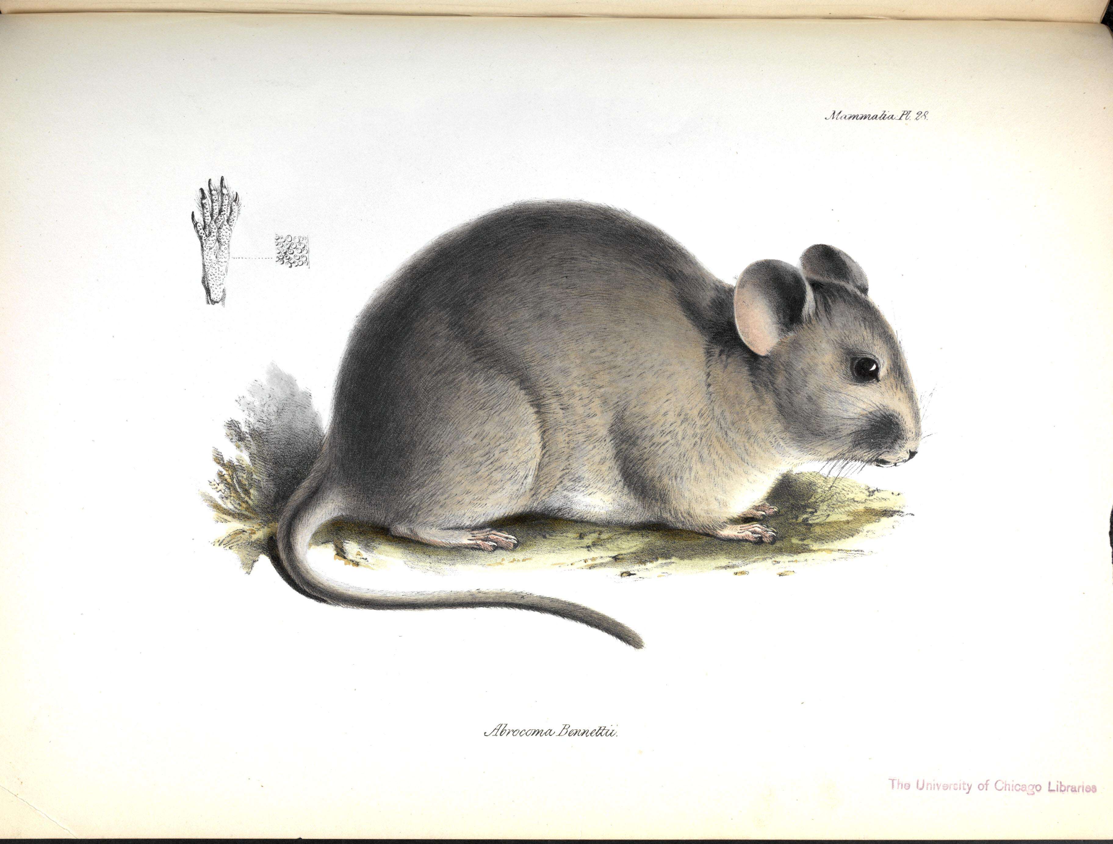Image of Bennett's Chinchilla Rat